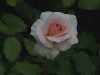 johann-strauss-058