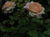 johann-strauss-059