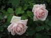 johann-strauss-062