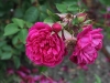 julius-fabianics-de-misefa-1236