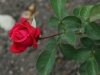 karl-herbst-219