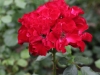 kathe-duvigenau-982