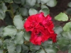kathe-duvigenau-983