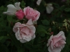 kathleen-harrop