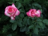 kordes-perfecta-229