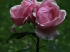 lady-m-fitzwilliam-1060