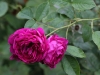 leopold-ritter-1244