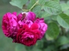 leopold-ritter-1245