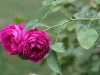 leopold-ritter