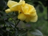 loredo-957