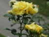 loredo-958