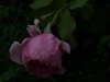 mama-weber-029