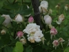 marie-dermar-1204