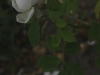 marie-dermar