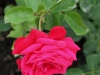 miss-baden-1531