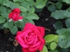 miss-baden-1532