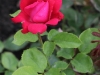 miss-baden-1533