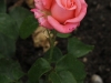 new-zealand-1535