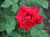 non-rose-1522