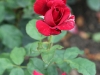 non-rose-1523