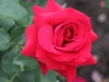 non-rose-1524