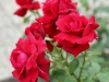non-rose-1526