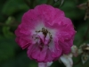 nordland-rose-ii-rok-1928