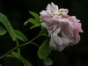 nordlandrose-1444