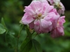 nordlandrose-1445
