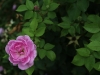 nymphe-egeria-1228