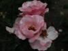 operettenrose-1135