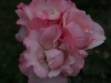 operettenrose