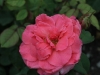 pariser-charme-1160