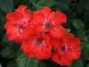 pasodoble-082