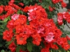 pasodoble-083