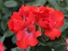 pasodoble-084