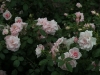 pearl-mirato-1365