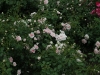 pearl-mirato-1366