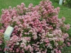 pink-spray