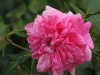 pink-swany-1346