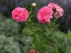 pink-swany-1347