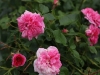 pink-swany