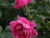 play-rose-1393