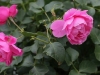 play-rose-1394