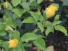 polygold-1171