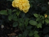 polygold-1172