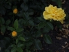 polygold