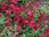 red-cascade-1368