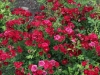 red-cascade-1369