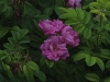 rokoko-baum-035